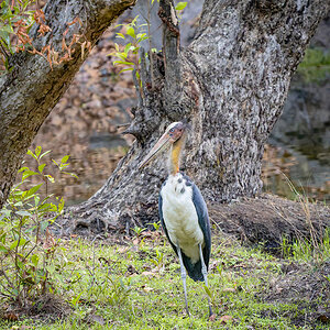 2025-04-14 108 Lesser Adjutant.jpg