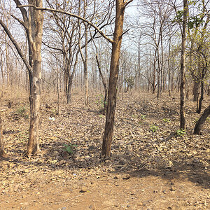 2025-04-13 003 Dry Forest.jpg