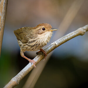 2025-04-13 005 Puff-throated Babbler.jpg