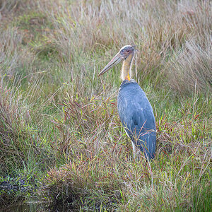 2025-04-14 003 Lesser Adjutant.jpg