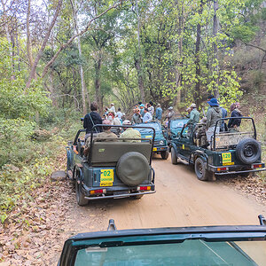2025-04-14 007 Tiger Watchers.jpg