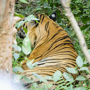 2025-04-14 017 Tiger.jpg