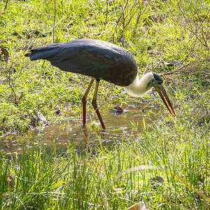 2025-04-14 029 Asian Woolly-necked Stork.jpg