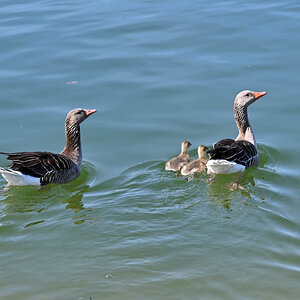 Familie Graugans.jpg