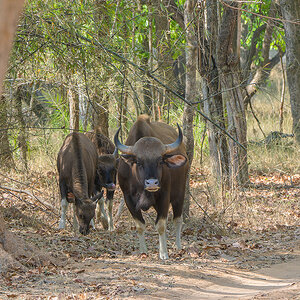 2025-04-14 044 Gaur.jpg