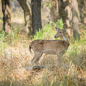 2025-04-14 045 Spotted Deer.jpg