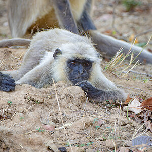 2025-04-14 064 Grey Langur.jpg