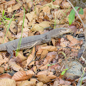 2025-04-14 075 Monitor Lizard.jpg