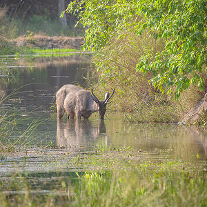 2025-04-14 078 Sambar Stag.jpg