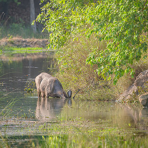 2025-04-14 079 Sambar Stag.jpg