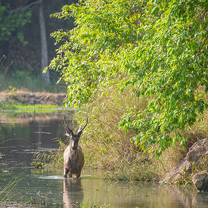 2025-04-14 081 Sambar Stag.jpg