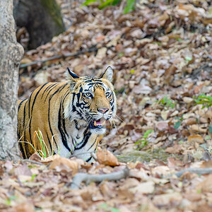 2025-04-14 085 Tiger.jpg