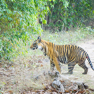 2025-04-14 092 Tiger.jpg
