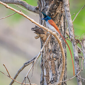 2025-04-15 002 Indian Paradise Flycatcher.jpg
