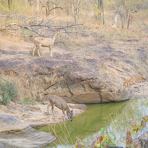 2025-04-15 016 Sambar Deer Drinking.jpg