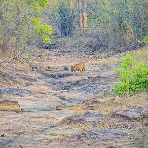 2025-04-15 020 Tiger.jpg