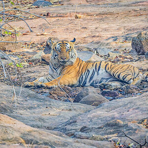2025-04-15 025 Tiger.jpg
