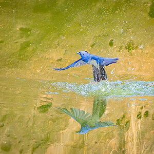 2025-04-15 036 Black-naped Monarch in Flight.jpg