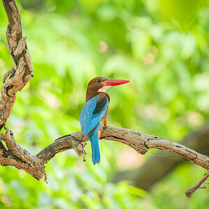 2025-04-15 068 White-throated Kingfisher.jpg