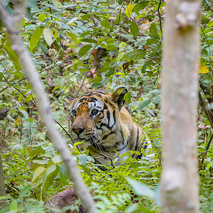 2025-04-14 100 Tiger.jpg