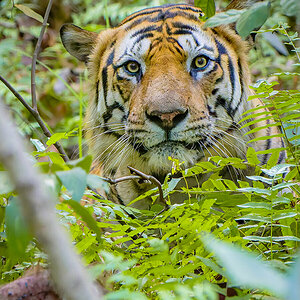 2025-04-14 101 Tiger.jpg