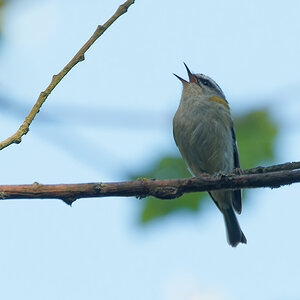N5015525nikon.jpg