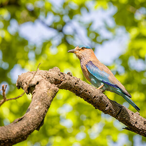 2025-04-15 050 Indian Roller.jpg