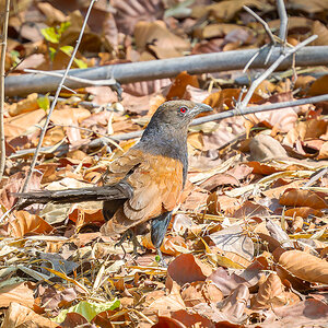 2025-04-15 051 Greater Coucal.jpg