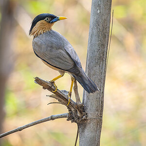 2025-04-15 053 Brahminy Starling.jpg