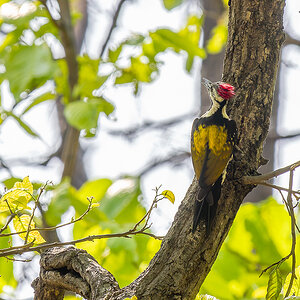 2025-04-15 056 Black-rumped Flameback.jpg