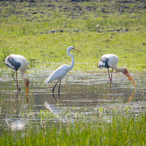 2025-04-15 060 Painted Storks and Eastern Great Egret.jpg