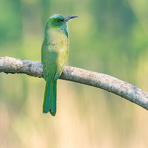 2025-04-15 069 Blue-bearded Bee-eater.jpg