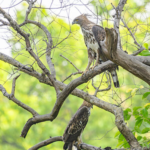 2025-04-15 070 Changeable Hawk-eagle.jpg