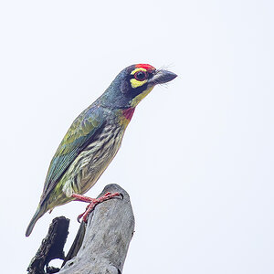 2025-04-15 072 Coppersmith Barbet.jpg
