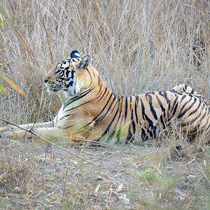 2025-04-16 001 Tiger.jpg
