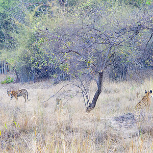 2025-04-16 012 Four Tigers.jpg