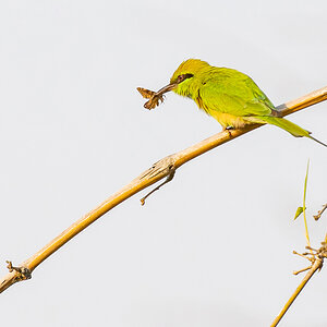 2025-04-16 025 Asian Green Bee-eater with Catch.jpg
