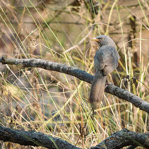 2025-04-16 036 Jungle Babbler.jpg