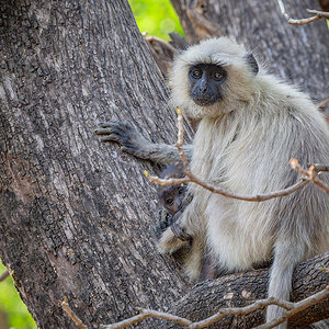 2025-04-16 042 Grey Langur with Baby.jpg