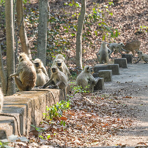 2025-04-16 043 Grey Langurs.jpg