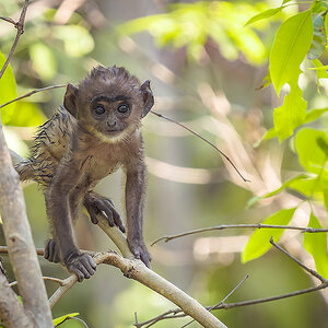 2025-04-16 049 Baby Grey Langur.jpg