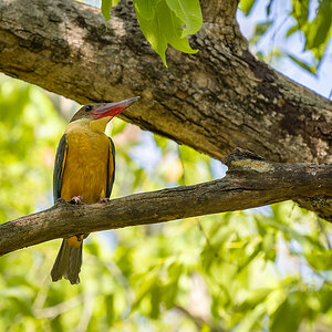 2025-04-16 050 Stork-billed Kingfisher.jpg