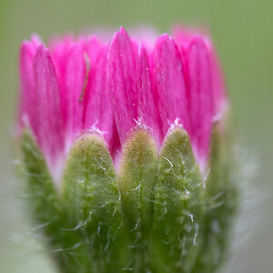 Gänseblümchen 3.jpg