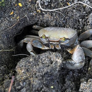 guadeloupe_krebs_2.jpg