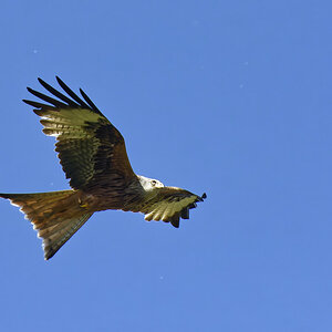_D729947_DXO.jpg