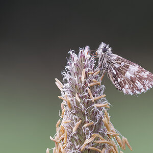 N5055761nikon.jpg