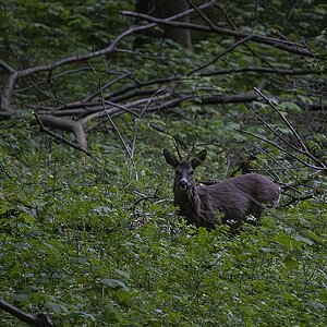 Das Rauschen im Walde