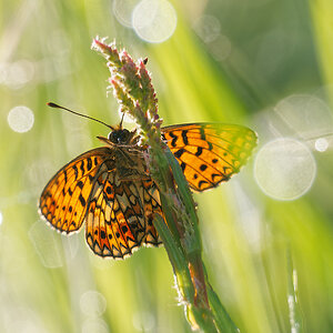 N5065869nikon.jpg