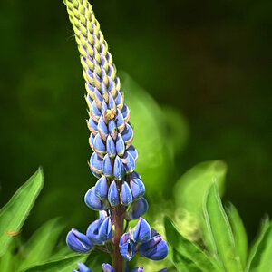 Lupine.jpg