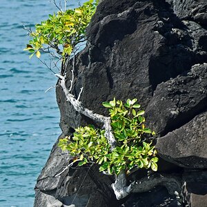 guadeloupe_vieux_fort.jpg